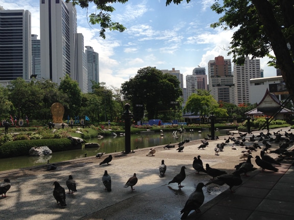 Amongst the pigeons at Benjasiri Park in Bangkok