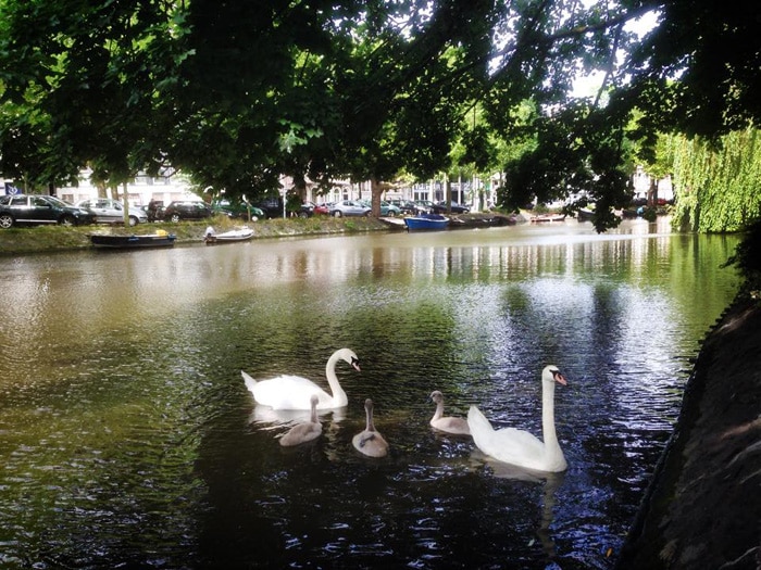 Feeding swans at Lijnbaansgracht, very near the Heineken Brewery.