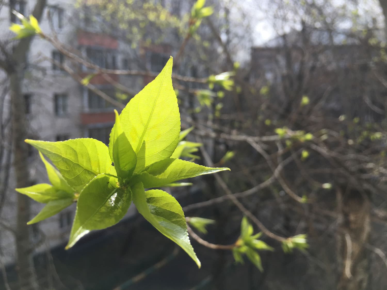 Spring in Moscow